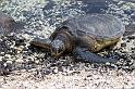 066 Big Island, Kona, Hilton Waikoloa Village, Groene Zeeschildpad